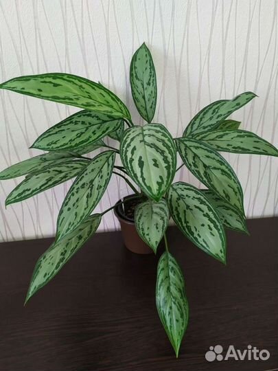 Аглаонема Сильвер Квин