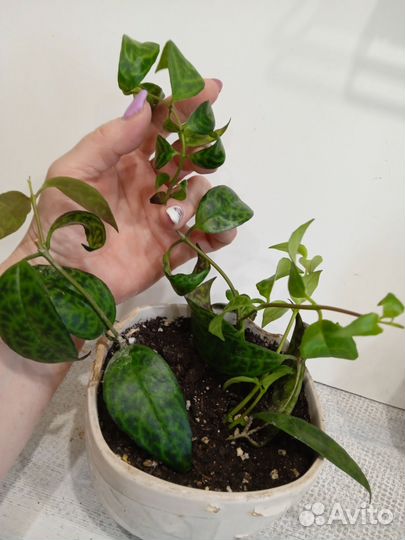 Эсхинантус Мраморный