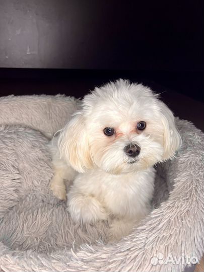 Передержка/Зооняня/Догситтер