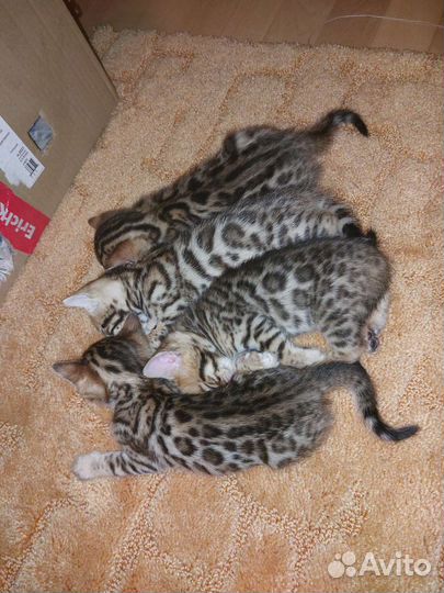 Бенгальская кошка