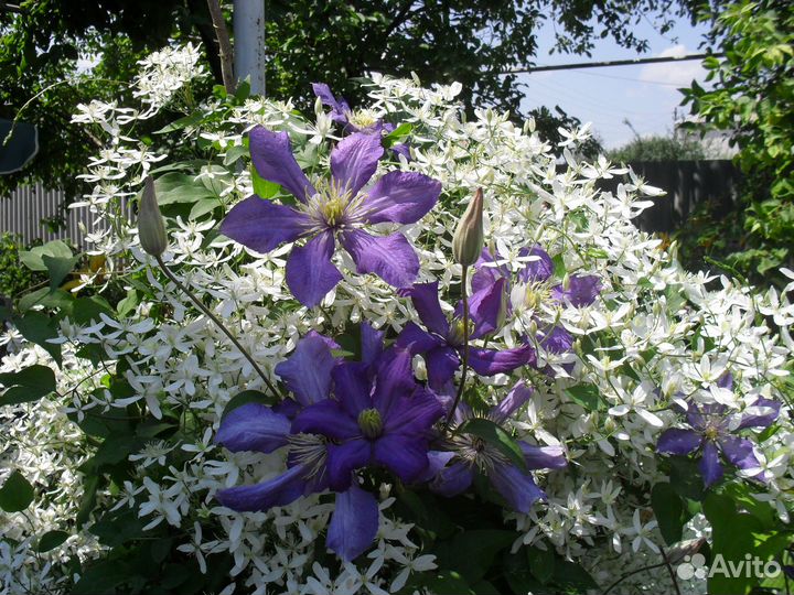 Клематисы