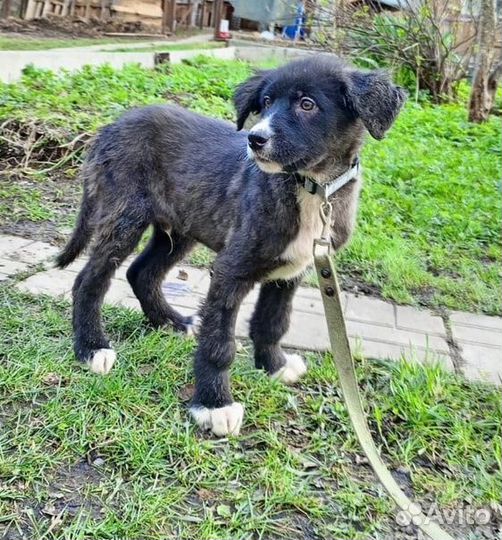 Бесплатно собака Волчонок