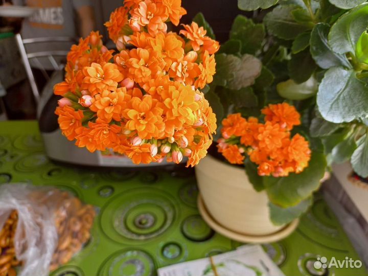 Каланхоэ отростки укоренённые