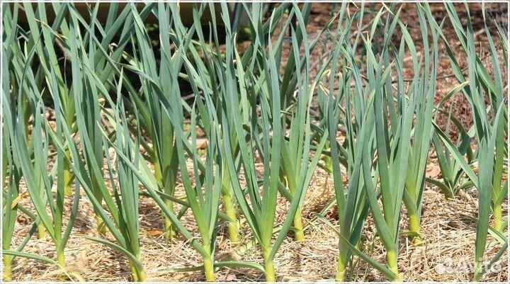 Прибыльный бизнес пассивный доход