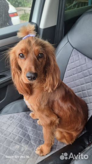 Английский Кокер спаниэль