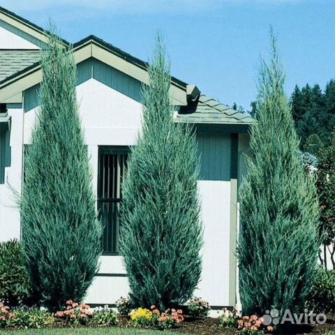 Можжевельник блю эрроу