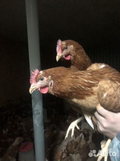 Куры молодки