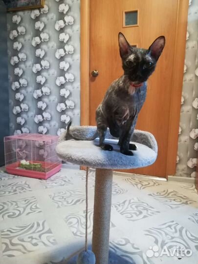 Велюровый сфинкс