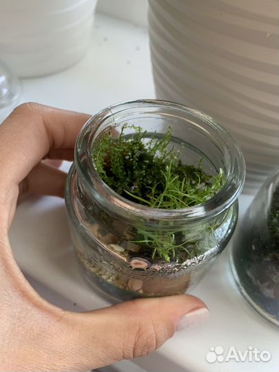 Мохариум, флорариум из натуральной природы