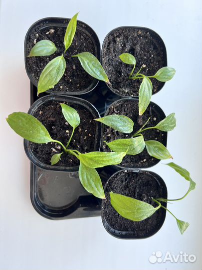 Спатифиллум