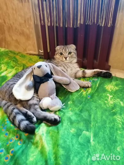 Кошка вязка