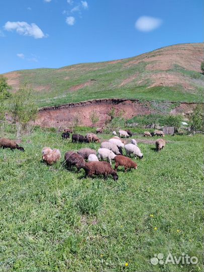 Овцы бараны ягнята