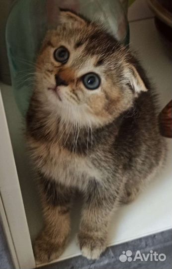 Кошки шотландцы