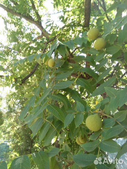 Чёрный орех