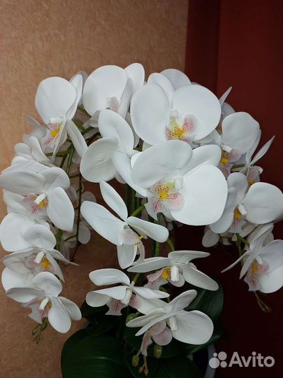 Орхидея