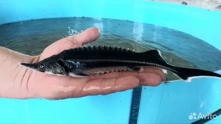 Малек для зарыбления