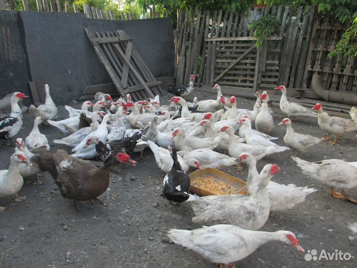 Индоутки - мускусные утки