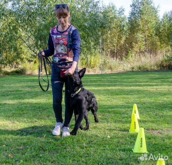 Дрессировщик собак