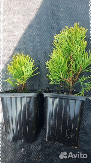 Саженцы смарагд и смарагд голд