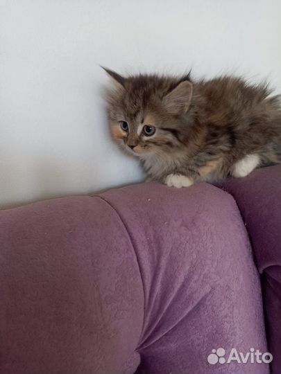Очаровательные котята