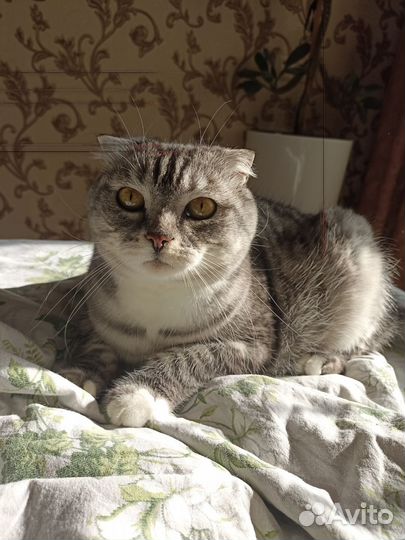 Кот Шотландский вислоухий, бесплатно