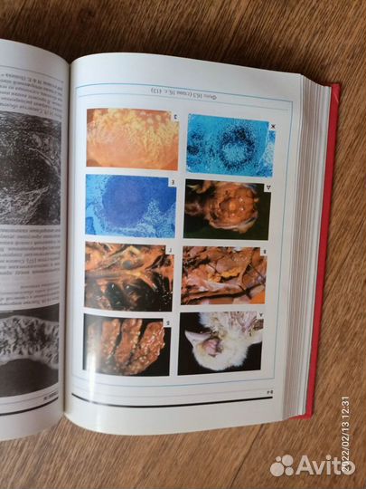 Книги по ветеринарной медицине Клюка акушерская