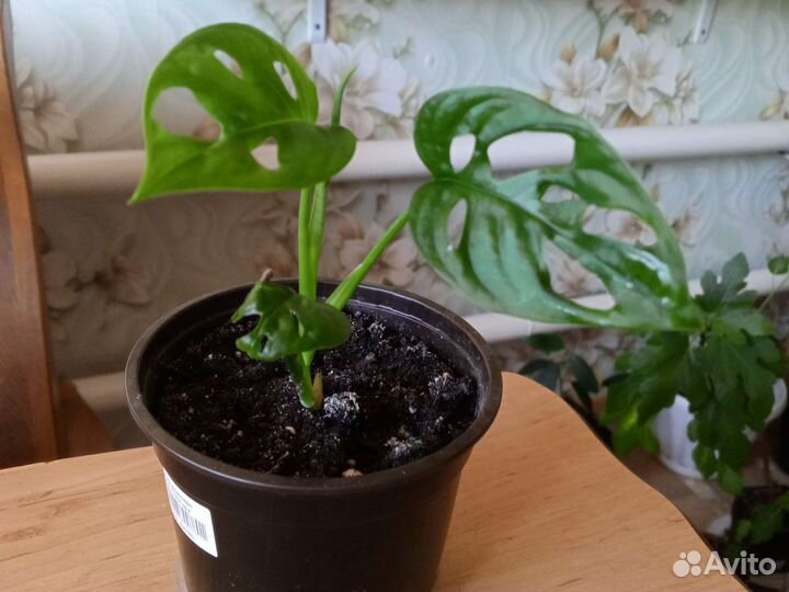 Монстера, сингониум, сциндапсус