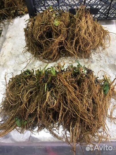 Саженцы клубники, Фриго Предзаказ 2023