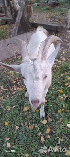 Козел зааненский