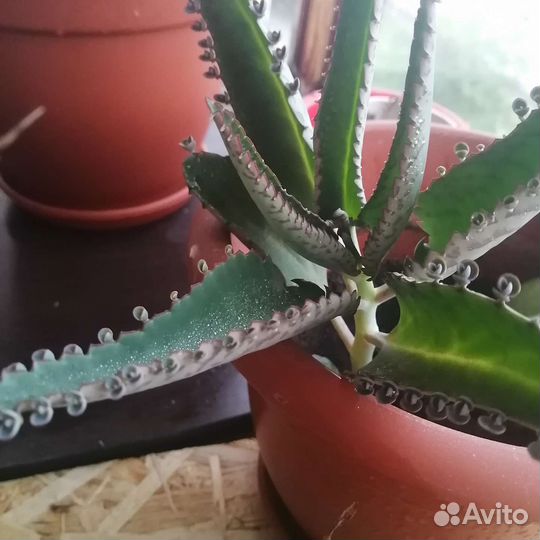 Каланхоэ лечебное детки