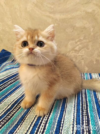 Девочка британской золотой шиншиллы