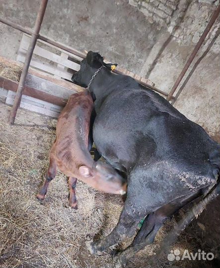 Корова дойная с теленком