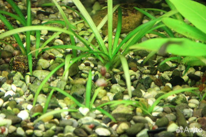 Аквариумные растения