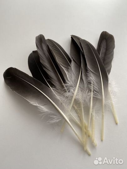 Перья гусиные, утиные (маховые). Перо птицы