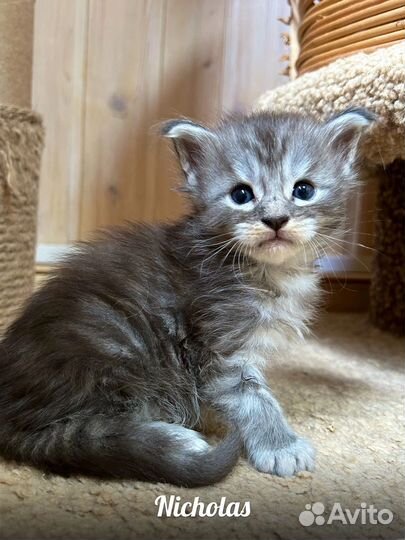 Котята Мейн Кун