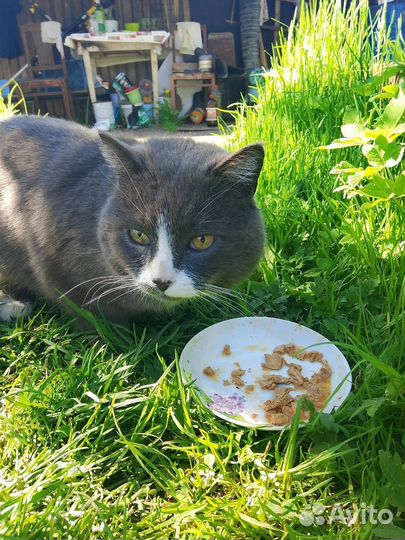 Отдам кота в добрые руки