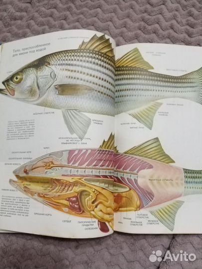 Ф.Оммани. Книга Рыбы