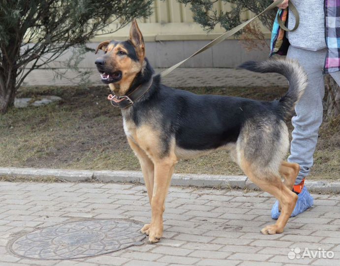 Овчарка,метис,в добрые руки