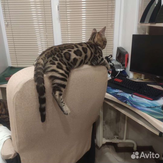 Бенгальская кошечка