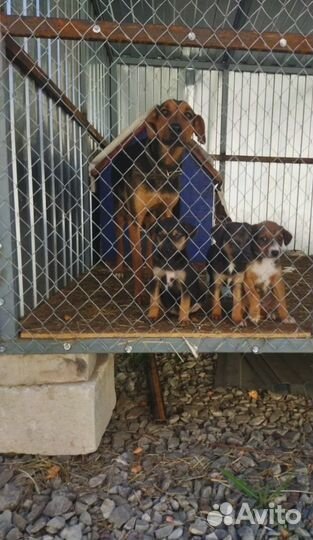 Отдам в добрые руки Собачек