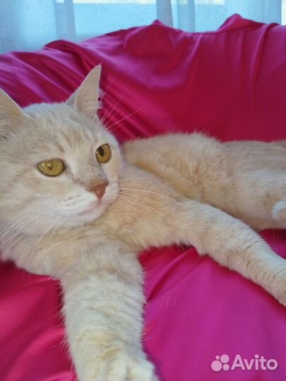 Котик Персик