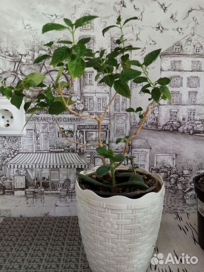 Комнатные цветы