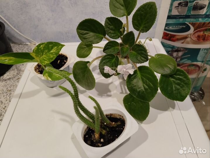 Фиалка, кактус, сциндапсус