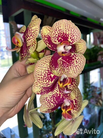 Орхидея фаленопсис