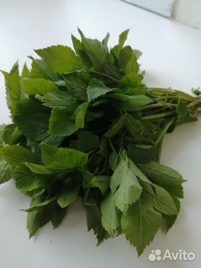 Лечебная трава сныть на здоровье