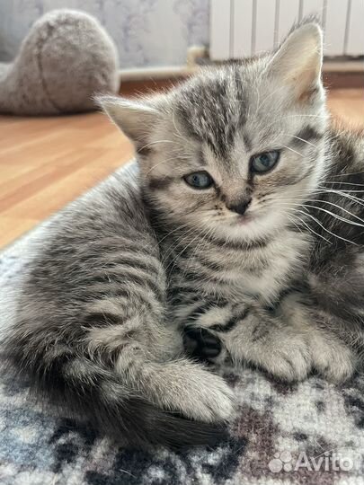 Шотландская