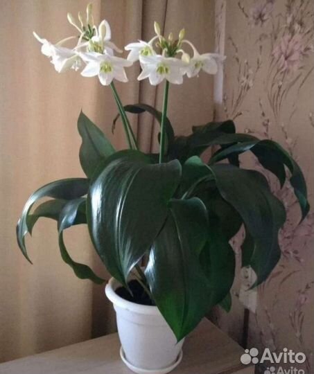 Цветы комнатные