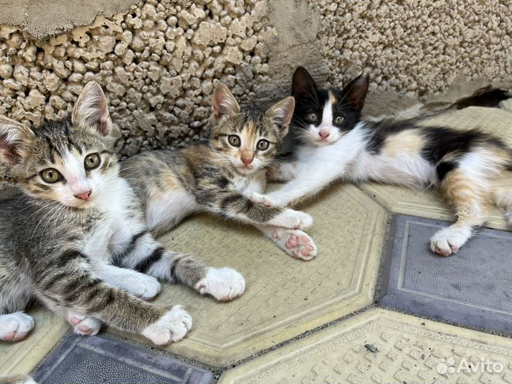 Котята в добрые руки