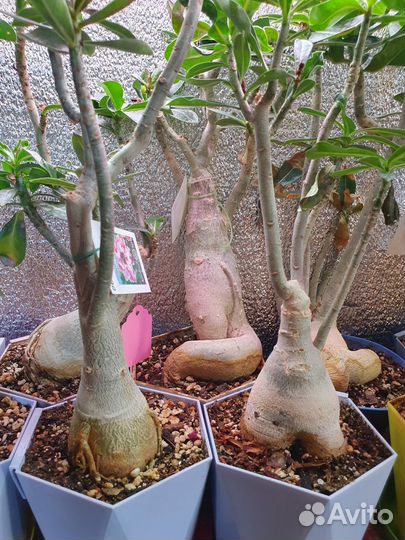 Адениум сортовой красивоцветущий