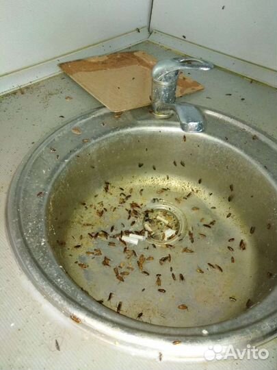 Уничтожение тараканов травля клопов уборка ртути